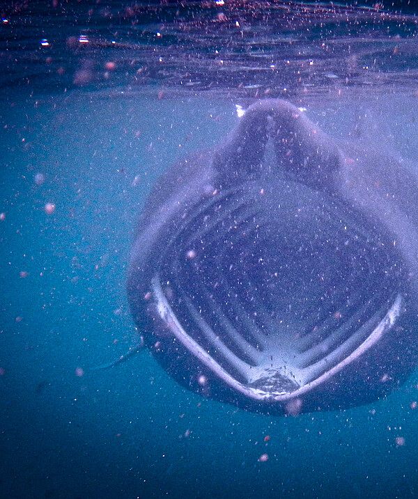 Basking Shark Underwater Feeding